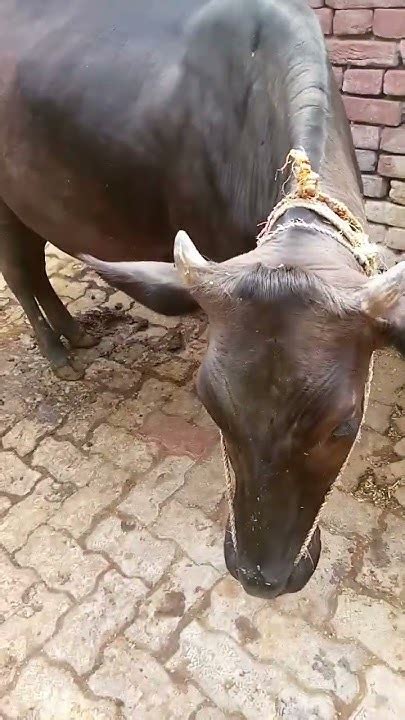 In State Cow 🐄🐮 Is Very Less Than Dogs 👍👍👍👍🐄🙏🏿🙏🏿🙏🏿🎆😀🙏 Youtube