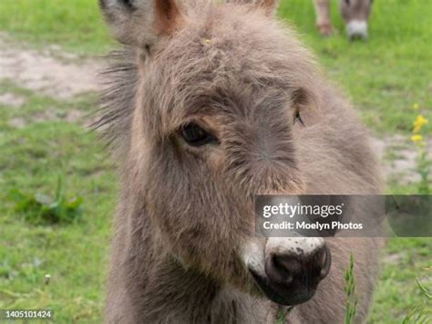 donkey foal stock  high res pictures  images getty images