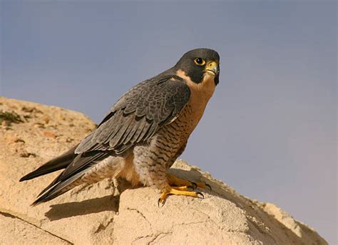 1400 Claws Of Peregrine Falcon Stock Photos Pictures And Royalty Free