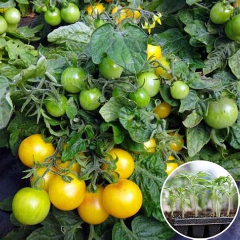 Купить Рассада Томат Черри желтый 160 шт (кассета), цена 1079.99 грн ...