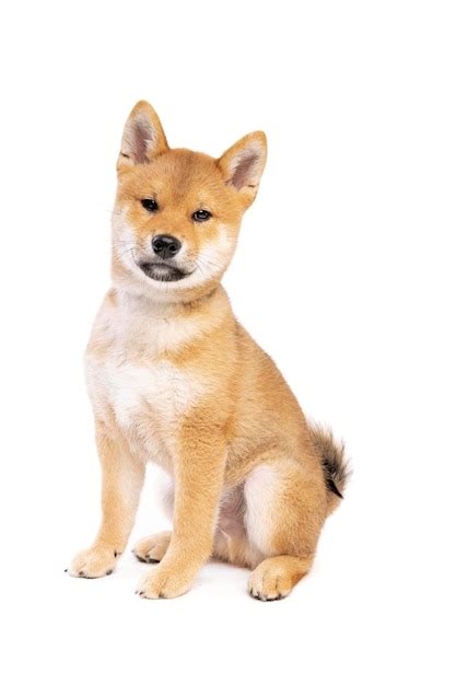 Shiba inu cão de raça japonesa Foto Premium