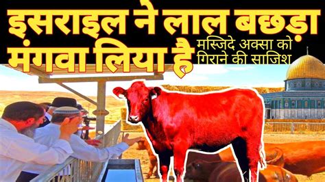 Israel Mein Lal Bachara Qurbani Ke Liye Taiyar Youtube