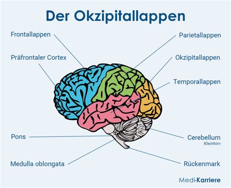 Okzipitallappen Aufbau Anatomie Und Funktion Medi Karriere