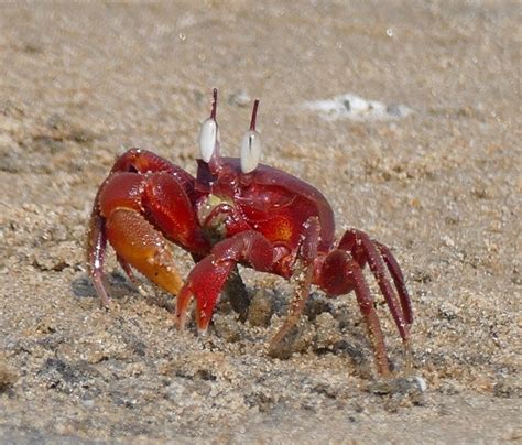 Red Ghost Crab