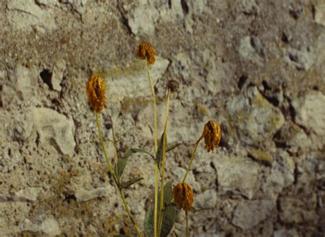 agnès varda ô saisons ô chateaux the poor dancing girl she won t