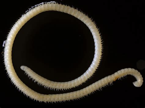 New Millipede Species Has 414 Legs And 4 Penises Live Science