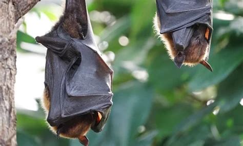 Nipah virus antibodies detected in bats - IAS EXAM