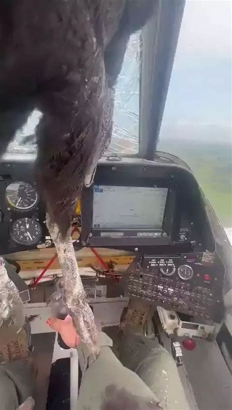 Burung Raksasa Tabrak Kaca Depan Pesawat Pilot Berhasil Mendarat