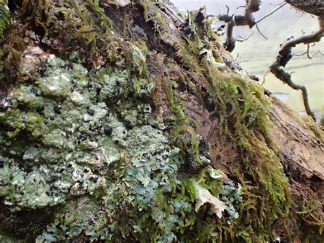 Swindale Lichen Trip Report December Cumbria Lichens And