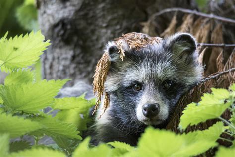 2017 National Geographic Nature Photographer Of The Year Contest The