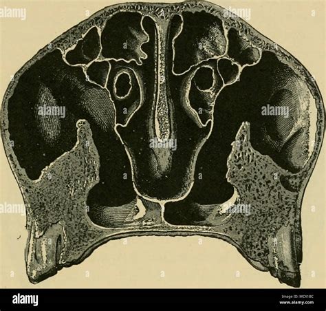 Fig 167 —transverse Section Through The Nasal Cavities Near Their