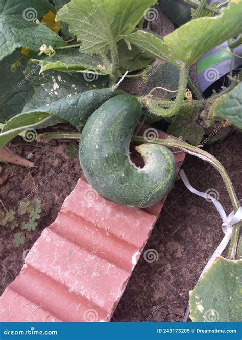 Unusual Ripe Curvy Cucumber Plant Stock Image - Image of ripe, unusual