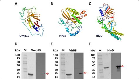 Protein Structure And Expression Of Brucella Antigens Omp19 Virb8 And Download Scientific