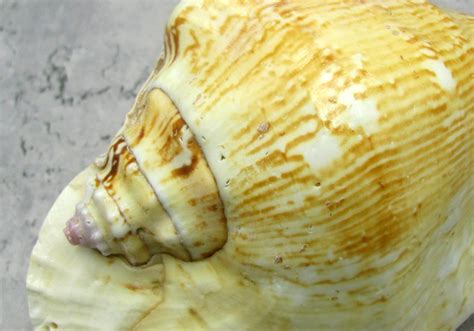 Strombus Pacific Conch Seashell Strombus Latissmus 1 Shell Approx 5