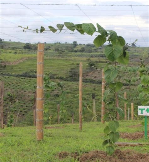 Granadilla Pasiflora Ligularis Intagri S C