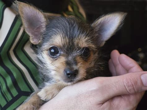 Full Grown Yorkie Poo Chihuahua Mix - Pets Lovers