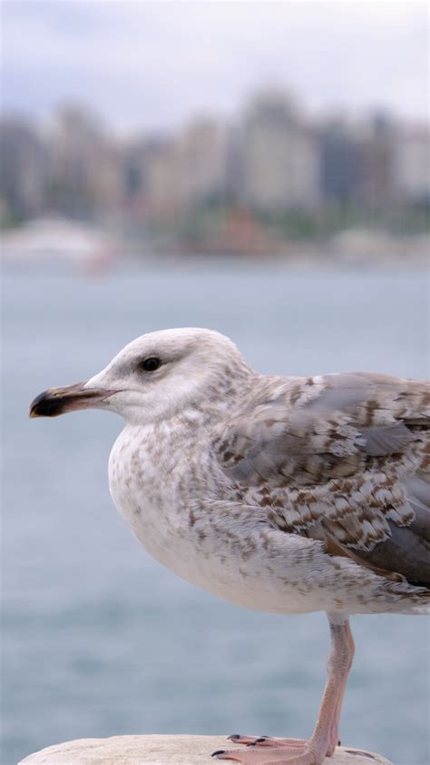 Close up of Seagull · Free Stock Photo