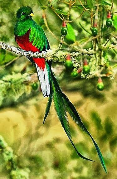 Quetzal Beautiful Birds Pretty Birds Nature Birds