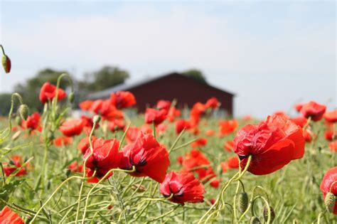 Wallpaper Landscape Red Field Poppies Flower Flora Vallmo