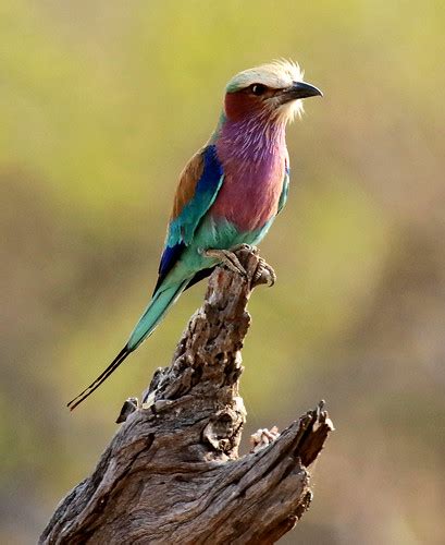 Lilac Breasted Roller Bird Coracias Caudatus Botswana Th Flickr