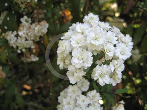 Spiraea Cantoniensis Flore Pleno May Bush Information And Photos