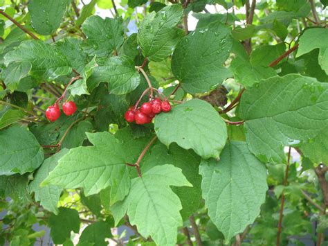 Viburnum Trilobum American Cranberrybush Viburnum Viburnum