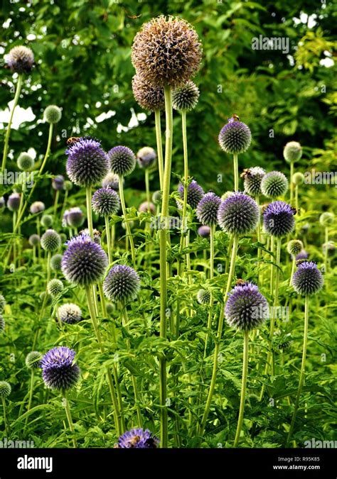 Globe Thistle Echinops With Purple Flowers And Seed Heads In A Garden