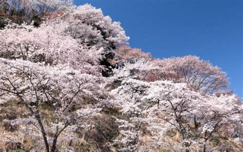 【名古屋駅発着】日本有数の桜の絶景！春の吉野山千本桜 ～約3時間のたっぷり散策 格安ベストワンバスツアー