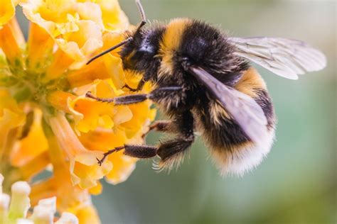 Planting For Pollinators The Plant Gallery