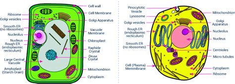 Centrioles Plant Cell