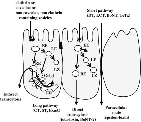 Schematic Representation Of The Main Intracellular Trafficking