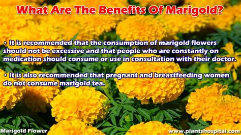 Marigold Flower Benefits Types Planting Caring And Growing Youtube