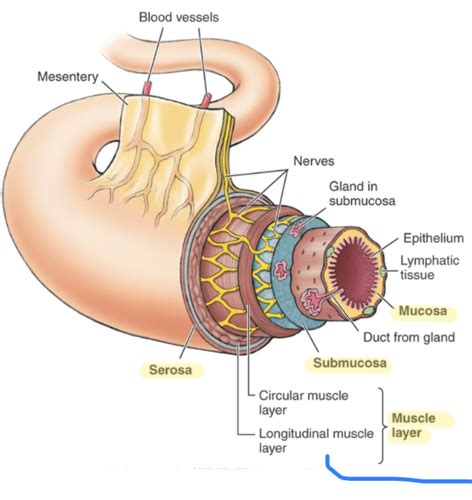 Lecture 15 Digestive System Flashcards Quizlet