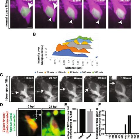 Proliferation Of Ensheathing Cells Is Correlated With Drg Sensory