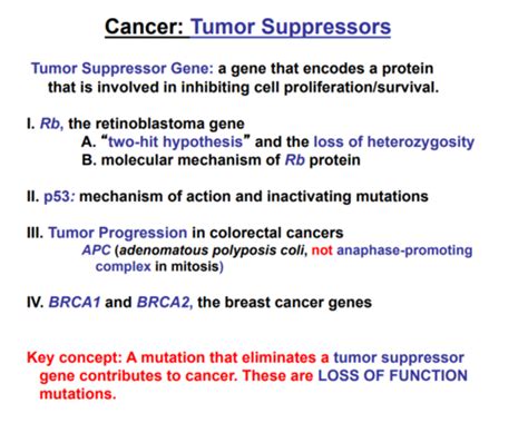 Tumor Suppressor Genes Flashcards | Quizlet