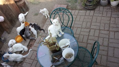 Stray cats descend on neighborhoods in Visalia, Tulare