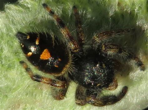 Oregon Spiders Pictures And Spider Identification Help Green Nature