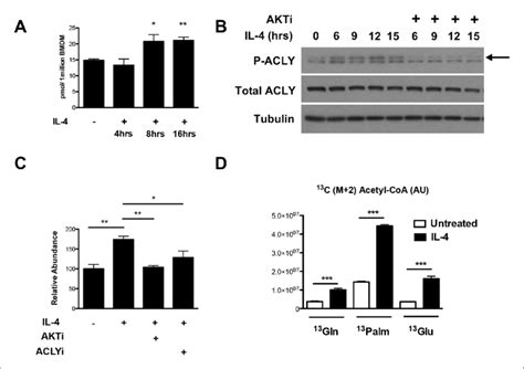 The Akt Acly Axis Regulates Inducible Ac Coa Production In M2