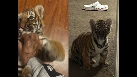 Tiger cub smuggled to US offered for sale on Facebook, feds say. Now he ...