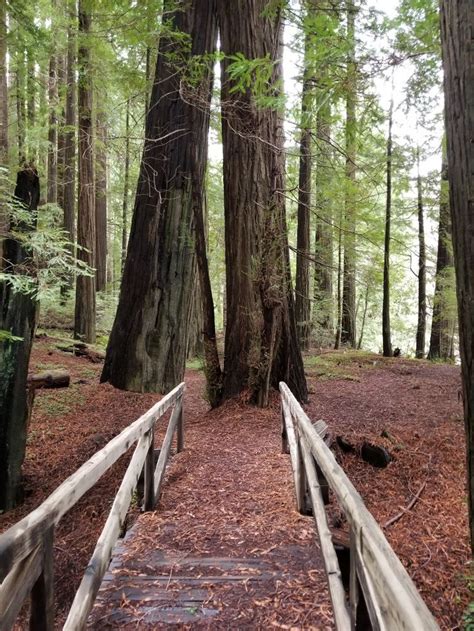 Humboldt Redwoods State Park | Humboldt redwoods state park, Redwood ...