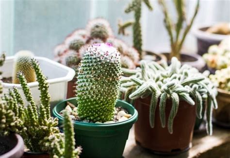 How Often Should You Water A Cactus Plant Gardening Chores