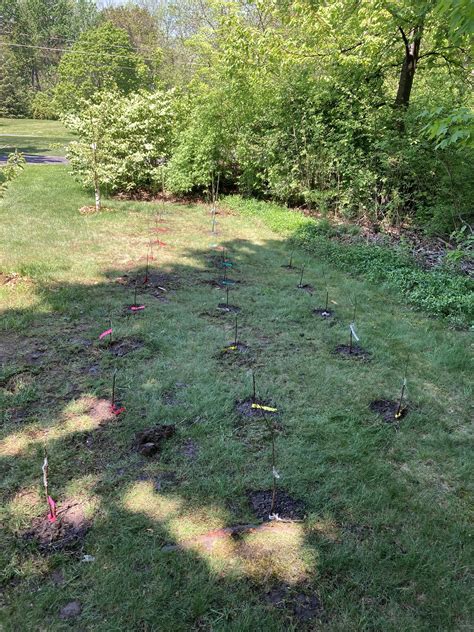Grafted apple trees are in! 🤞🏻 : r/BackyardOrchard