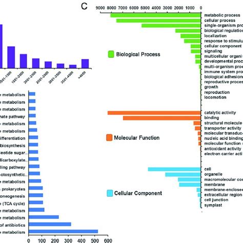 Length Distribution Of Assembled Transcripts Functional Annotation Of Download Scientific