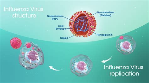 Influenza: A Detailed Account