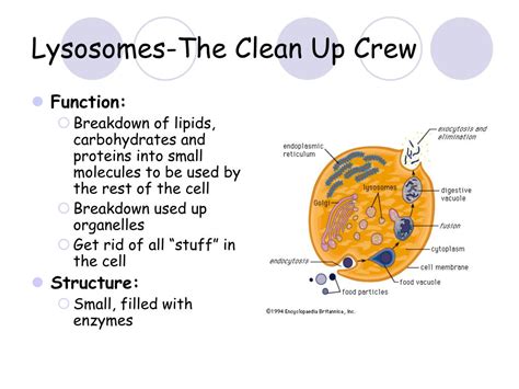 Animal Cell Lysosomes Function