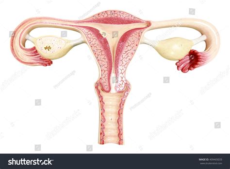 Human Fallopian Tube