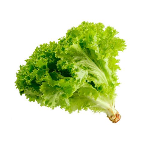 Lechuga Orgánica La siembra poma