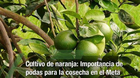 Cultivo De Naranja Importancia De Podas Para La Cosecha TvAgro Por