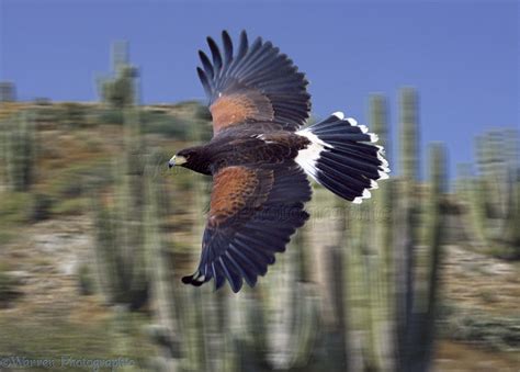 Harris Hawk in flight photo WP00358