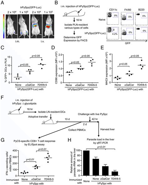 Colocalization Of 7dw8 5 And Irpyspz In Dln Resident Dcs Facilitates